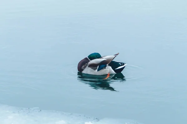 The duck swims in the winter in the water — Stock Photo, Image