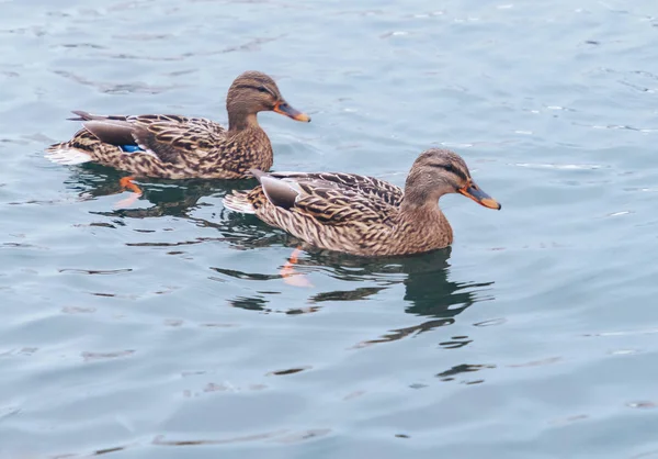 Dois Patos Nadando Lago Com Peixes Debaixo Água — Fotografia de Stock