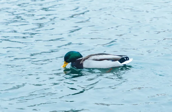 Close Shot Adorable Male Duck Swimming Pond — Stock Photo, Image