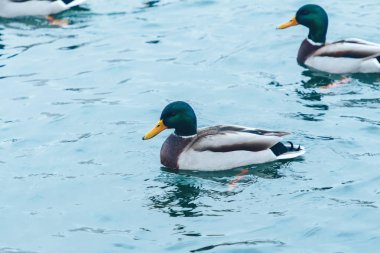 Göl su altında balık Yüzme ördekler