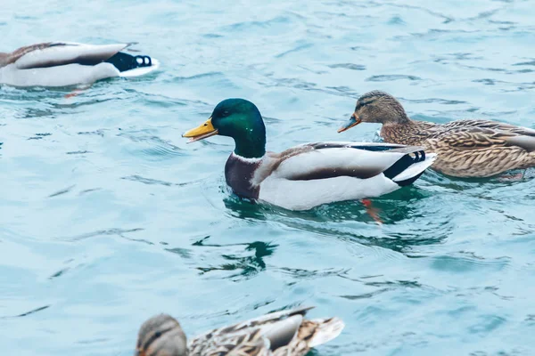 Patos Nadando Lago Com Peixes Debaixo Água — Fotografia de Stock