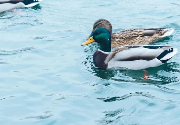 Ducks Swimming Lake Fish Water — Stock Photo, Image