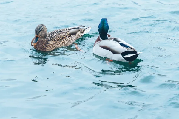 Ducks Swimming Lake Fish Water — Stock Photo, Image