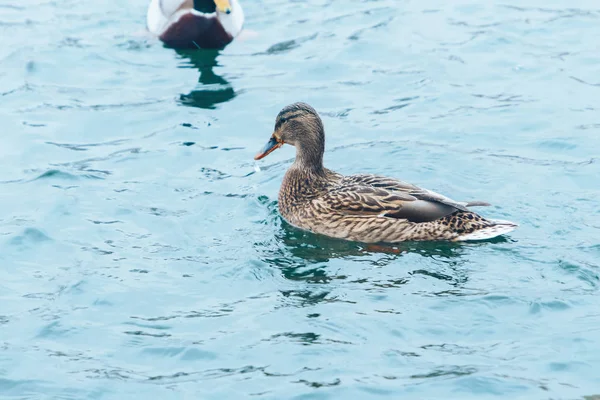 Ducks Swimming Lake Fish Water — Stock Photo, Image
