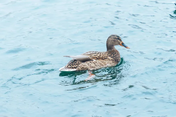 Patos Nadando Lago Com Peixes Debaixo Água — Fotografia de Stock