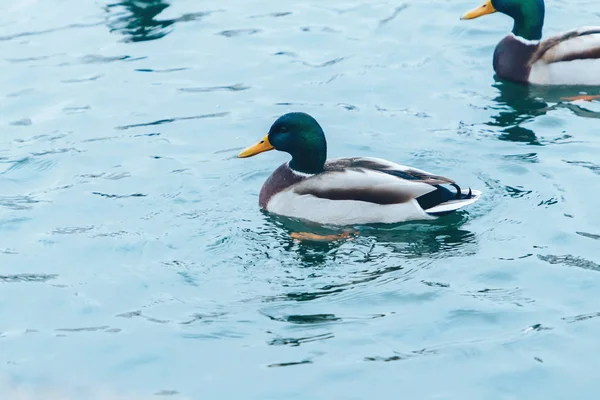 Patos Nadando Lago Com Peixes Debaixo Água — Fotografia de Stock