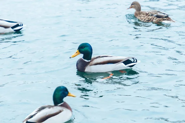 Patos Nadando Lago Com Peixes Debaixo Água — Fotografia de Stock