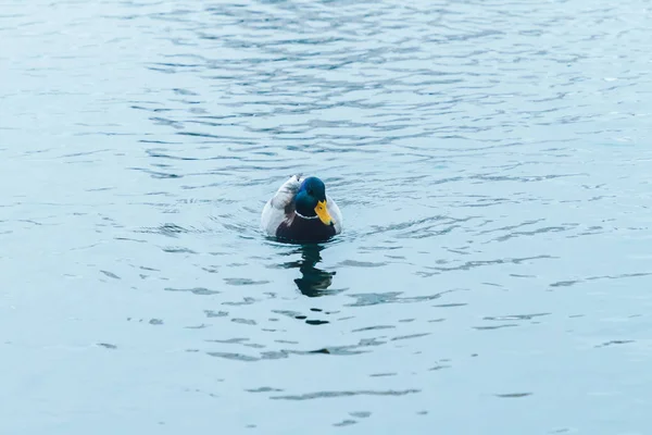 Canard Nageant Dans Lac Avec Des Poissons Sous Eau — Photo