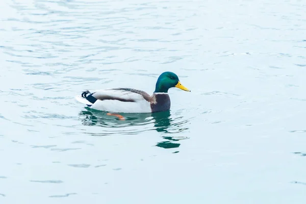 Duck Swimming Lake Fish Water — Stock Photo, Image