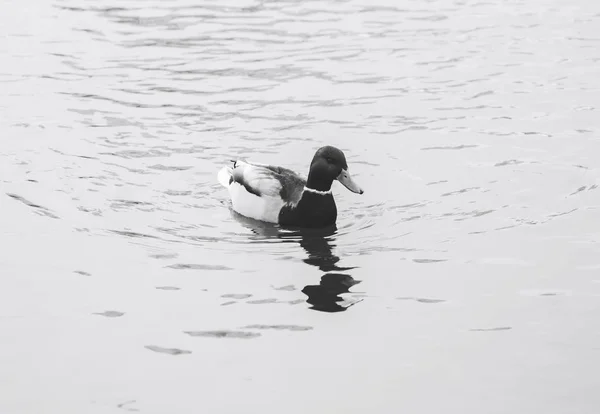 Ente Schwimmt See Mit Fischen Unter Wasser — Stockfoto