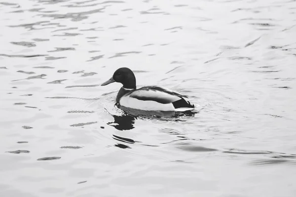 Blanco Negro Primer Plano Hermoso Pato Nadando Estanque —  Fotos de Stock