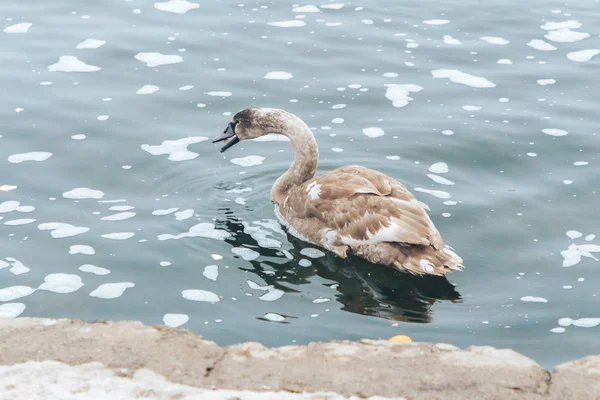 Gri kuğu kışın nehirde yüzer. — Stok fotoğraf