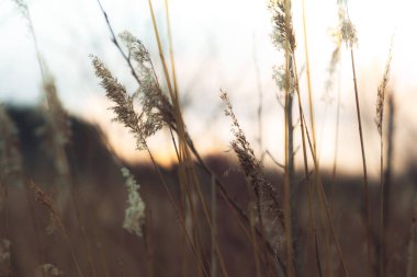 Ormanın arka planında, gölün kıyısındaki tarlada otlar.
