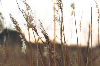 Ormanın arka planında, gölün kıyısındaki tarlada otlar.
