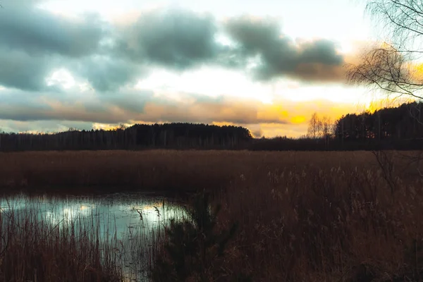 Grass in the field on the shore of the lake on the background of the forest — Stock Photo, Image