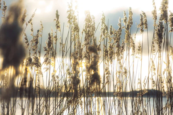 Herbe dans le champ sur la rive du lac sur le fond de la forêt — Photo
