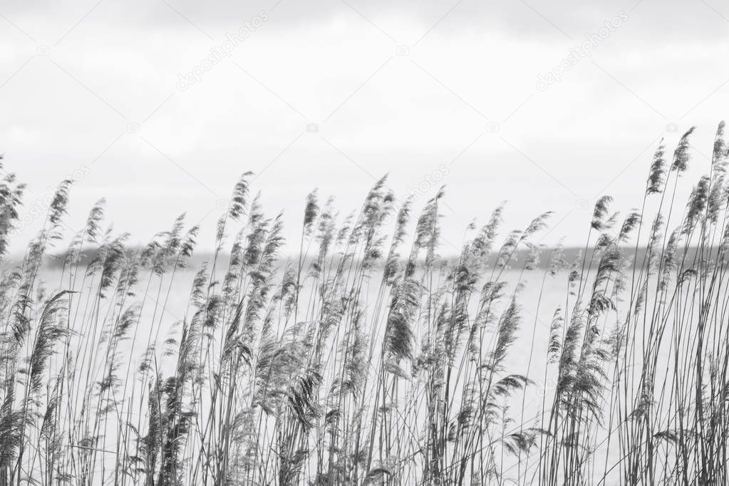 Grass in the field on the shore of the lake on the background of the forest