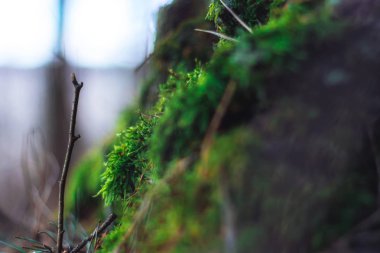 Ormanda sabah güzel yeşil yosunlar