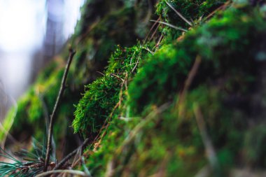 Ormanda sabah güzel yeşil yosunlar