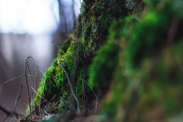 Ormanda sabah güzel yeşil yosunlar