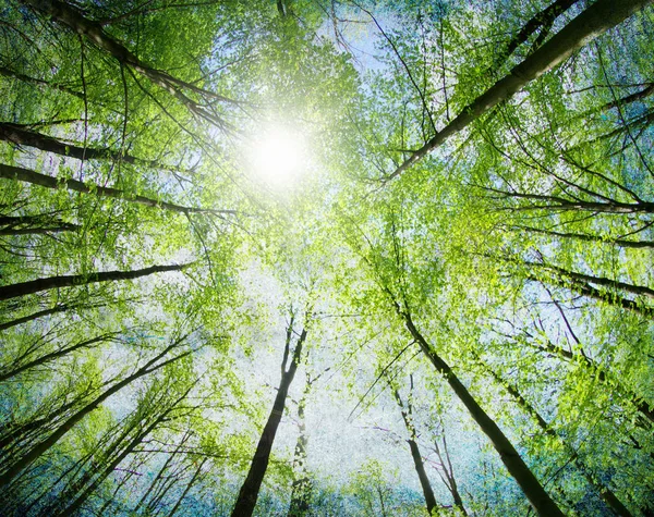 Green Trees Background Forest — Stock Photo, Image