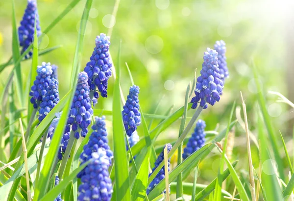 フィールド上に抽象的な花花 — ストック写真