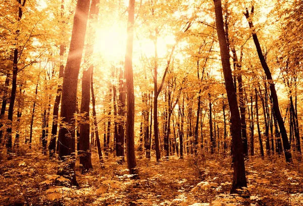 金色秋天森林与阳光 — 图库照片