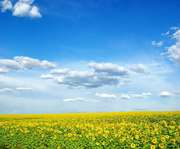 Bellissimo Campo Girasole Nel Cielo Blu — Foto Stock