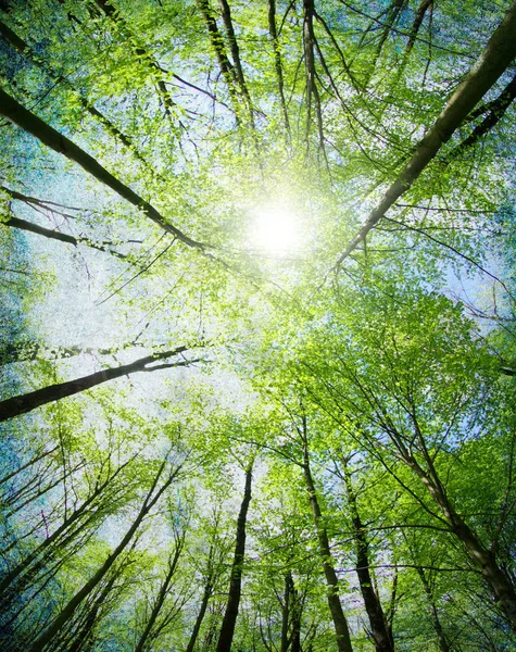 Árboles Verdes Fondo Bosque — Foto de Stock