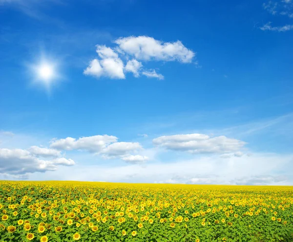 Поле Подсолнухов Синего Солнца — стоковое фото
