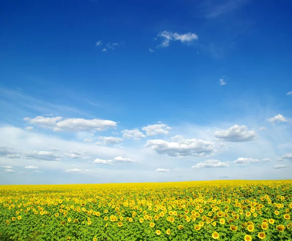 Vacker Solros Fält Den Blå Himlen — Stockfoto