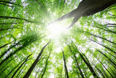 Sabah güzel orman manzarası