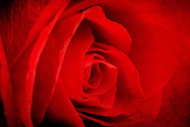 görüntüyü koyu kırmızı gül