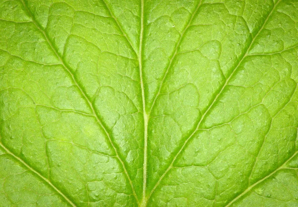 Primer Plano Textura Hoja Verde — Foto de Stock