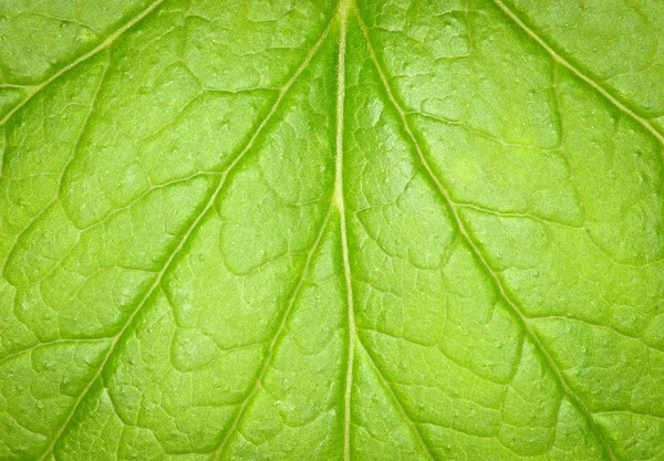 Primer Plano Textura Hoja Verde — Foto de Stock