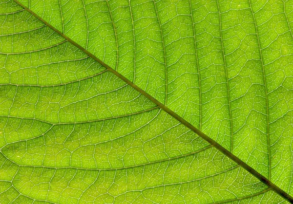 Primer Plano Textura Hoja Verde —  Fotos de Stock