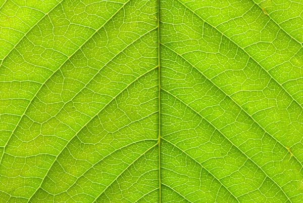 Close Textura Folha Verde — Fotografia de Stock