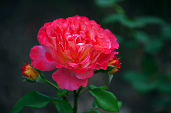 Pink Roses Bush Macro Rose Garden — Stock Photo, Image