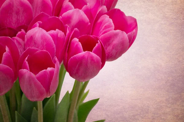 Bouquet Tulips Flowers Isolated Retro Background — Stock Photo, Image