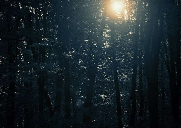Mysterious forest with trees, nature, and sunlight in the morning