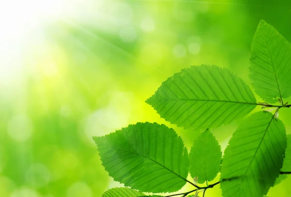 緑の背景の上の緑の葉 — ストック写真