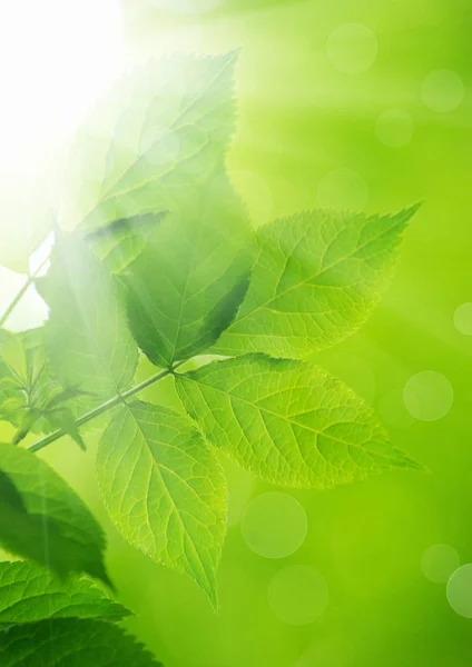 Gröna Blad Grön Bakgrund — Stockfoto