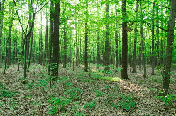 Δάσος Τοπίο Πρωί — Φωτογραφία Αρχείου