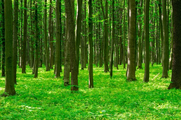 Paisagem Florestal Pela Manhã — Fotografia de Stock