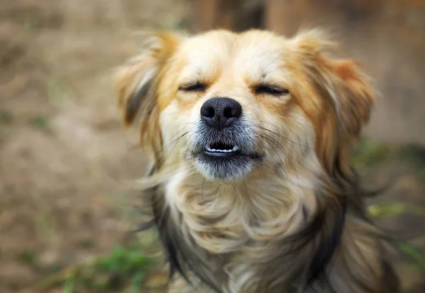 Собачий Нос Внимание Сосредоточено Носу — стоковое фото