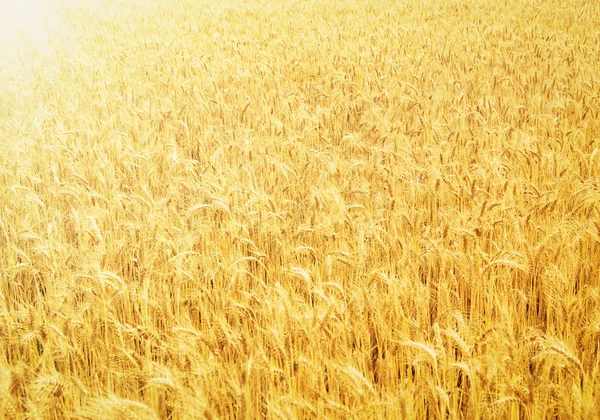 Поля Пшениці Кінці Літа Повністю Стиглі — стокове фото