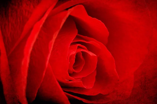 Imagen Macro Rosa Roja Oscura — Foto de Stock