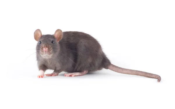 Lustige Ratte Nahaufnahme Isoliert Auf Weißem Hintergrund — Stockfoto