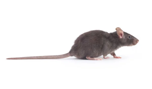 Rat Drôle Gros Plan Isolé Sur Fond Blanc — Photo