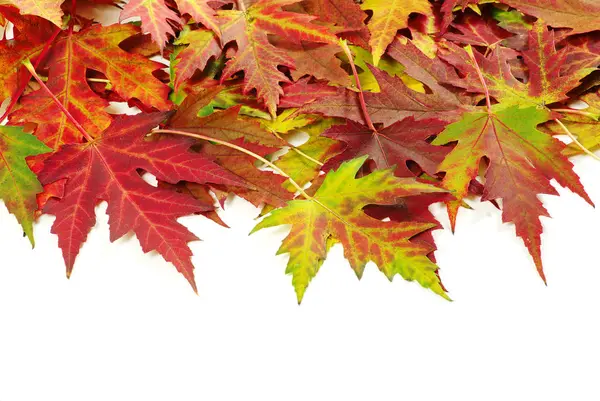 Autumn Maple Leaves White — Stock Photo, Image